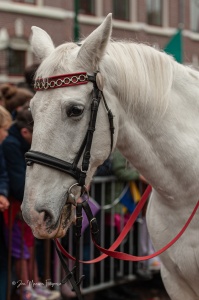 2024-11-16 Intocht Sint 229